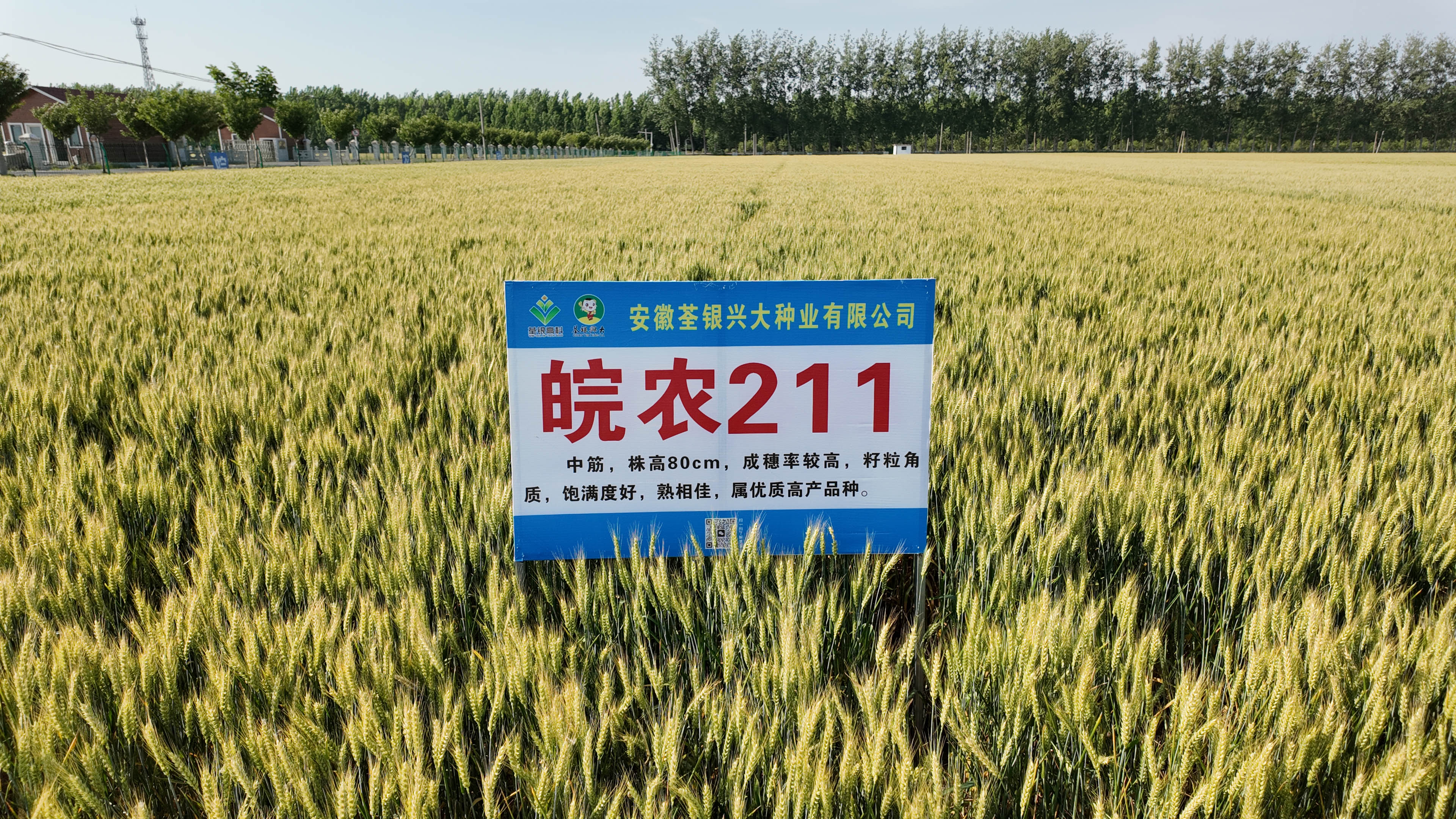 皖農211